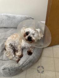 Lost Female Dog last seen Pacheco pass highway, Gilroy, CA 95020