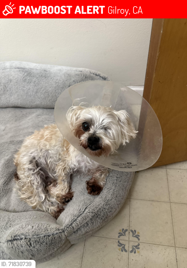 Lost Female Dog last seen Pacheco pass highway, Gilroy, CA 95020