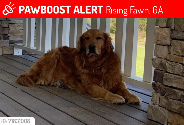 Lost Female Dog last seen Cloverdale road, Rising Fawn, GA 30738