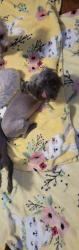 Lost Male Dog last seen Ramada trl , Justin, TX 76247