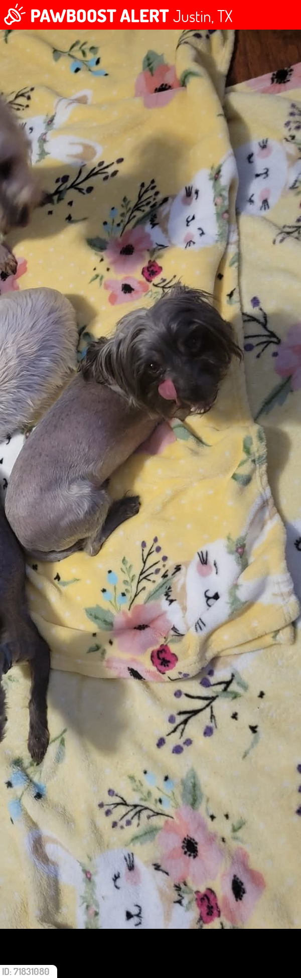 Lost Male Dog last seen Ramada trl , Justin, TX 76247