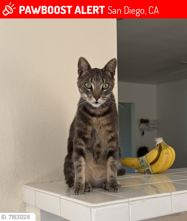 Lost Male Cat last seen Near Bacadi Drive, San Diego, CA 92126