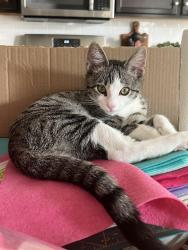 Lost Male Cat last seen Leonard & Ashlan, Clovis, CA 93619