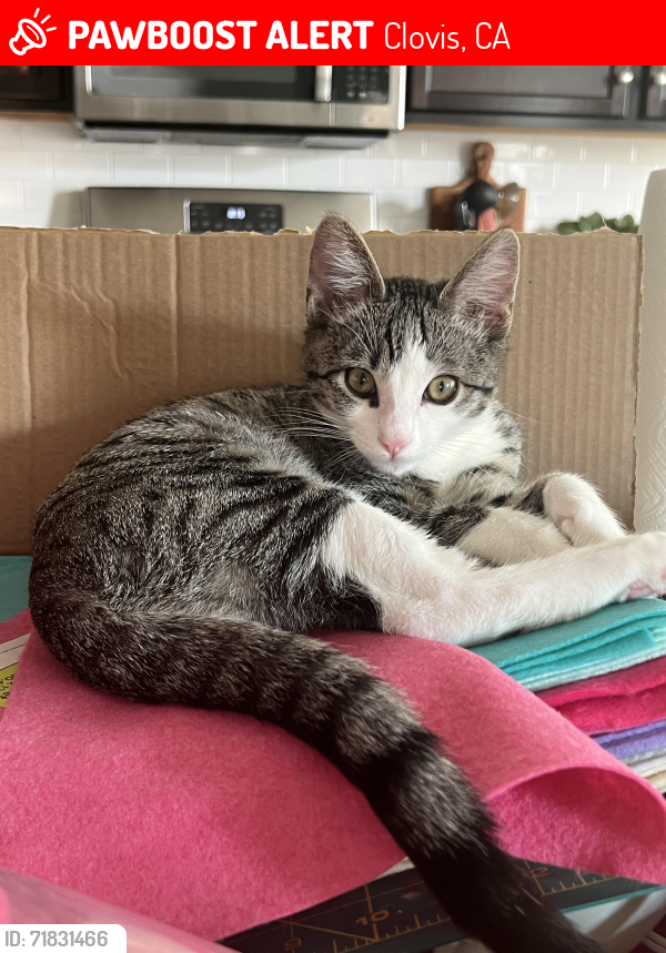 Lost Male Cat last seen Leonard & Ashlan, Clovis, CA 93619
