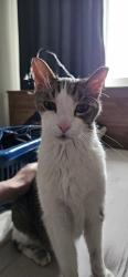 Lost Male Cat last seen Chappelle Blvd SW, Edmonton, AB T6W 2Z6