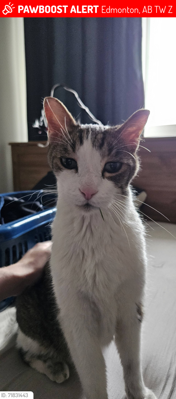 Lost Male Cat last seen Chappelle Blvd SW, Edmonton, AB T6W 2Z6