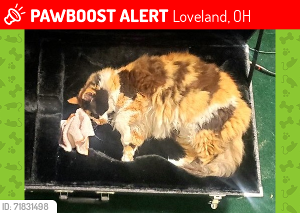 Lost Female Cat last seen Near Ashire Ct in Paxton Woods, Loveland, OH 45140