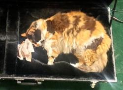 Lost Female Cat last seen Near Ashire Ct in Paxton Woods, Loveland, OH 45140