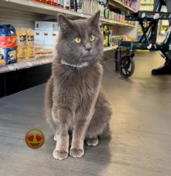 Lost Male Cat last seen Berkeley Natural Grocery on Gilman Street Berkeley, Berkeley, CA 94706