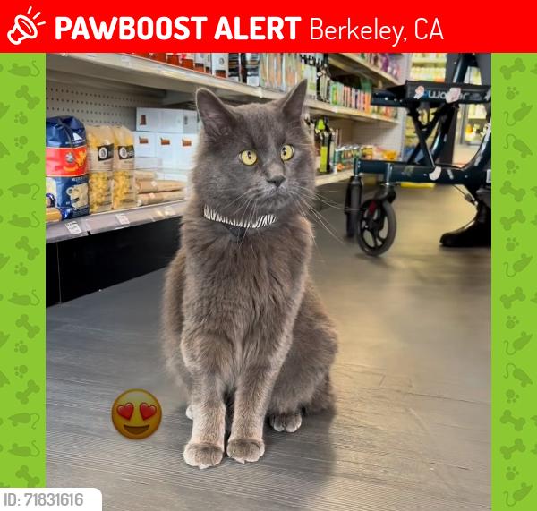 Lost Male Cat last seen Berkeley Natural Grocery on Gilman Street Berkeley, Berkeley, CA 94706