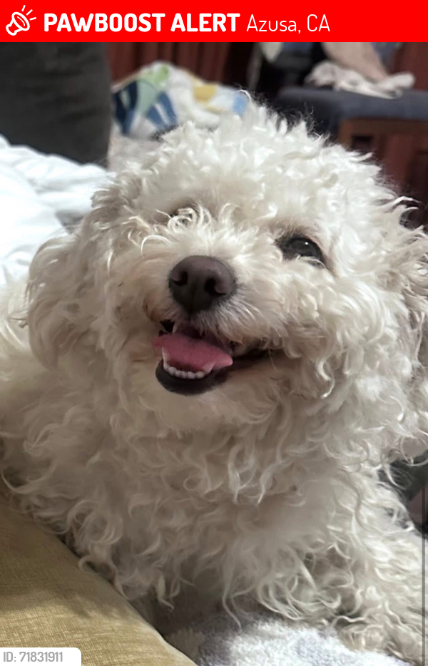 Azusa, CA Lost Female Dog, Chula Is Missing | PawBoost