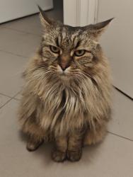 Lost Male Cat last seen Gilliver Street, Holland Park, QLD 4122