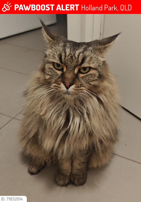 Lost Male Cat last seen Gilliver Street, Holland Park, QLD 4122