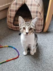 Lost Male Cat last seen Emlyn Grove, Aber Road, Greater Manchester, England SK8