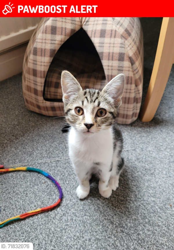 Lost Male Cat last seen Emlyn Grove, Aber Road, Greater Manchester, England SK8