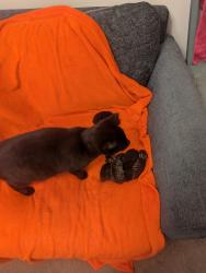 Lost Female Cat last seen Willow Rd sovereign Court Aylesbury , Buckinghamshire, England HP19