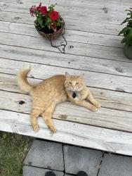 Lost Male Cat last seen Kiowa and tecumche, Millington, TN 38053