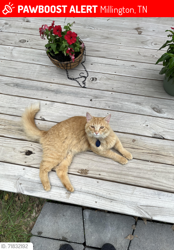 Lost Male Cat last seen Kiowa and tecumche, Millington, TN 38053