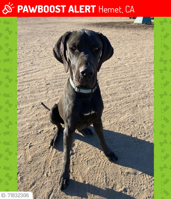 Lost Male Dog last seen Tres Cerritos Ave or Hidden Springs Rd, Hemet, CA 92545