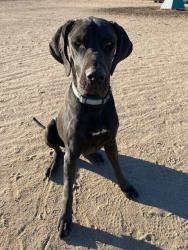 Lost Male Dog last seen Tres Cerritos Ave or Hidden Springs Rd, Hemet, CA 92545
