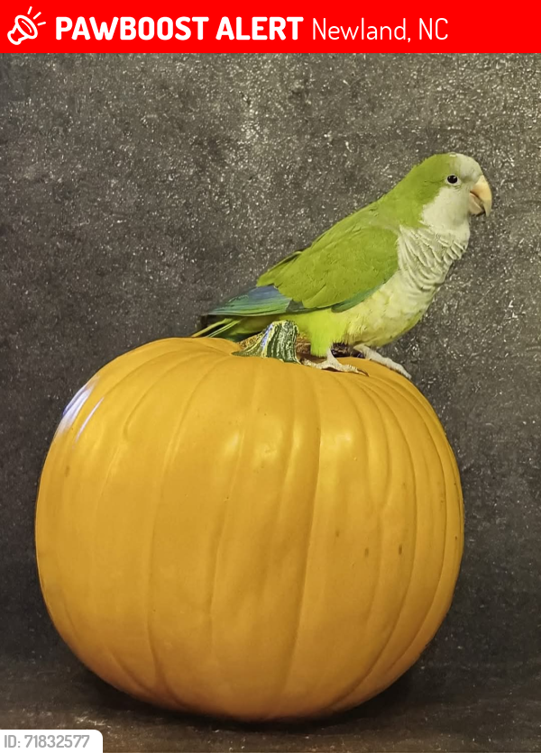 Lost Male Bird last seen Bartlett Farmer road , Newland, NC 28657