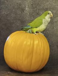 Lost Male Bird last seen Bartlett Farmer road , Newland, NC 28657
