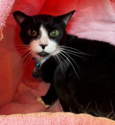 Lost Male Cat last seen South 23rd Street and Brooklyn Ave, Wyandanch, NY 11798