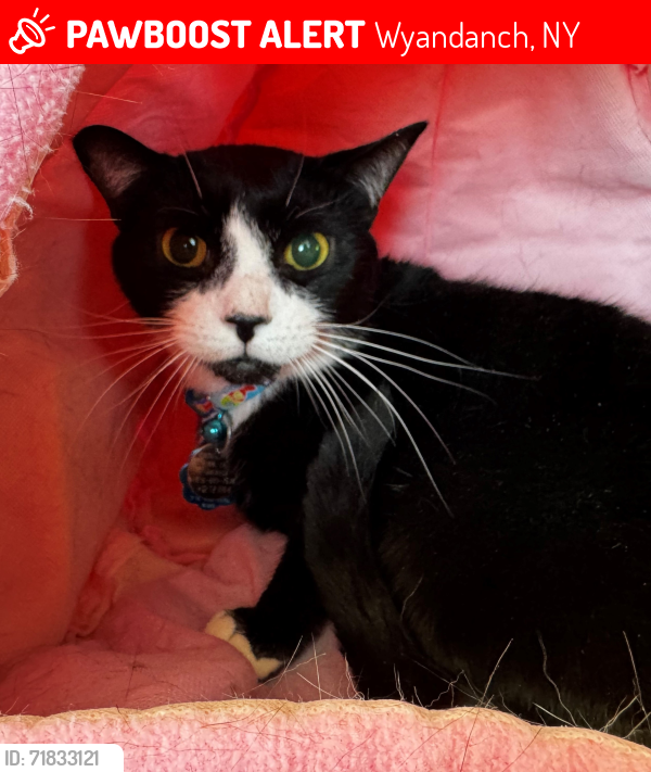 Lost Male Cat last seen South 23rd Street and Brooklyn Ave, Wyandanch, NY 11798