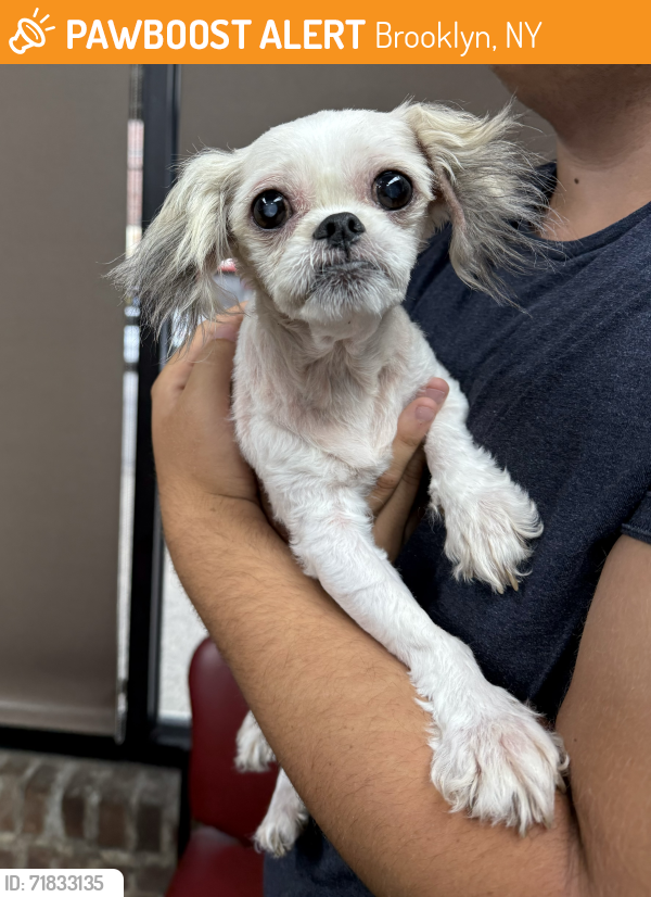 Found/Stray Female Dog last seen 82nd Street and 15th Ave, Brooklyn, NY 11228