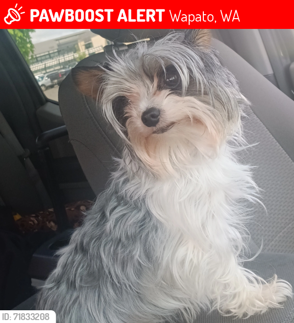 Lost Female Dog last seen Ahtanum ave, Wapato, WA 98951