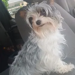 Lost Female Dog last seen Ahtanum ave, Wapato, WA 98951