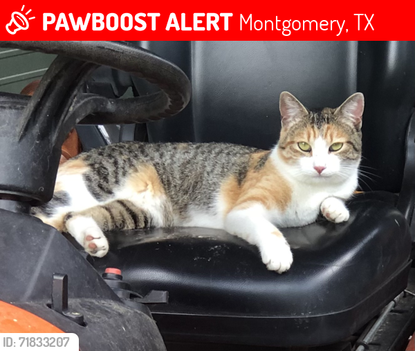 Lost Female Cat last seen Spring Branch Trail and Spring Branch Road between Tri-Lakes, Montgomery, TX 77316