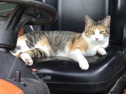 Lost Female Cat last seen Spring Branch Trail and Spring Branch Road between Tri-Lakes, Montgomery, TX 77316