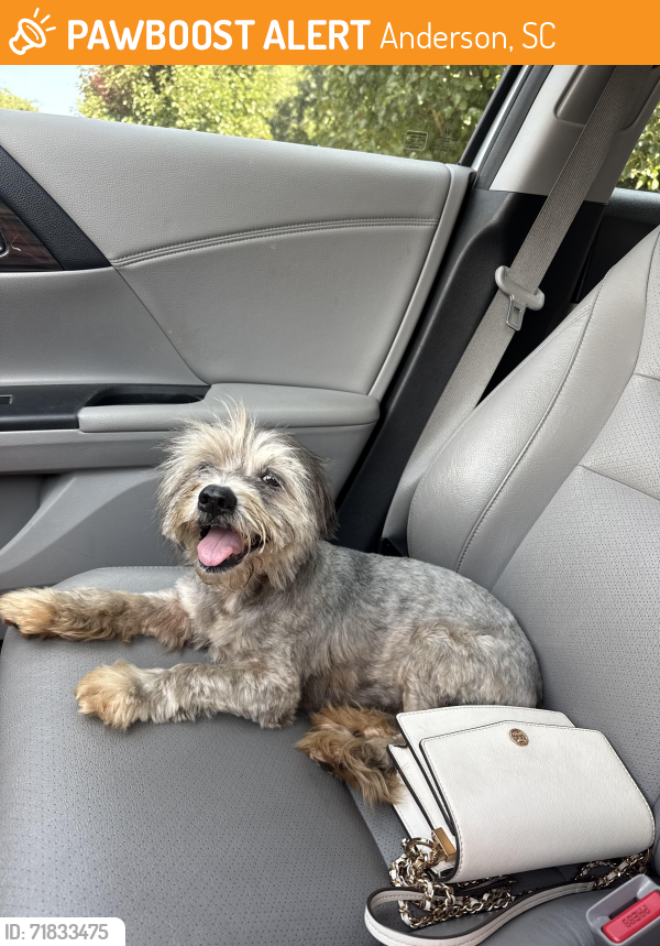 Found/Stray Female Dog last seen Bowen Road Anderson, Anderson, SC 29621