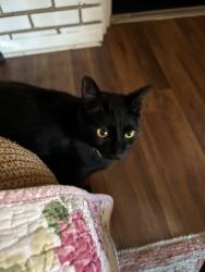 Lost Female Cat last seen Weber and McArdle, Corpus Christi, TX 78411