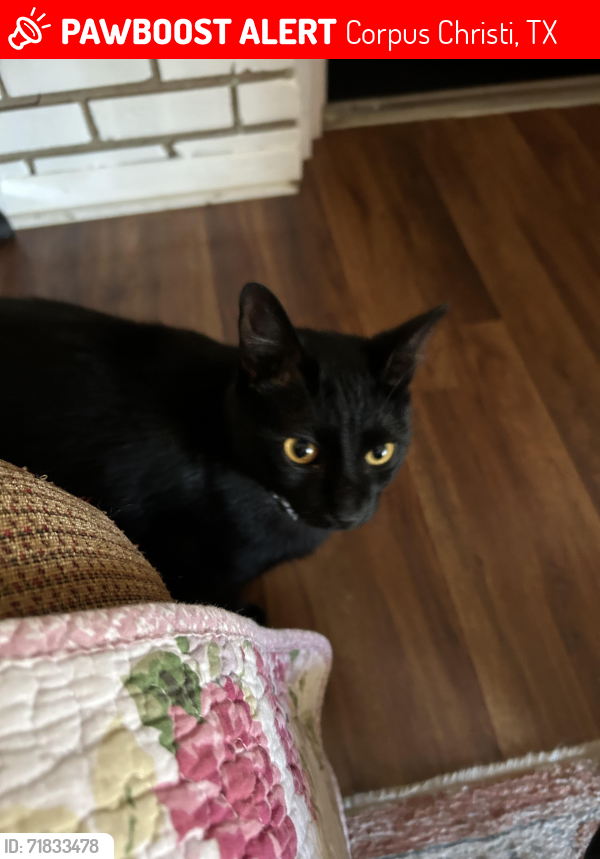 Lost Female Cat last seen Weber and McArdle, Corpus Christi, TX 78411