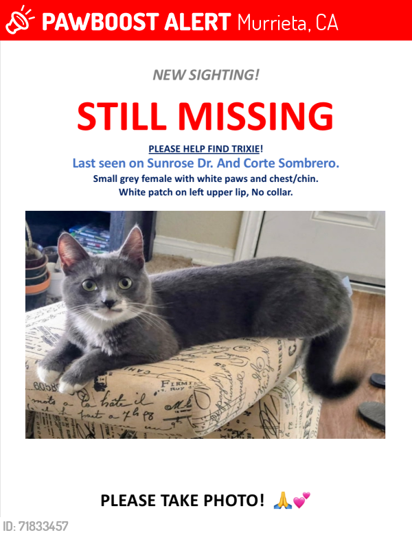 Lost Female Cat last seen McDonald’s near Hancock and Los Alamos., Murrieta, CA 92562