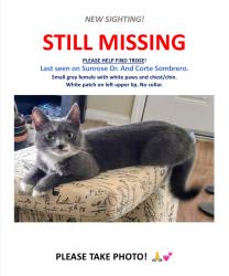Lost Female Cat last seen McDonald’s near Hancock and Los Alamos., Murrieta, CA 92562
