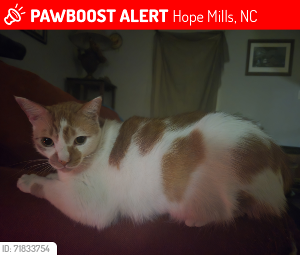 Lost Male Cat last seen Medicus Ln & Woodington Rd, Hope Mills, NC 28348