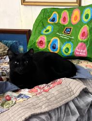 Lost Male Cat last seen Atlantic ave 62nd street, Virginia Beach, VA 23451