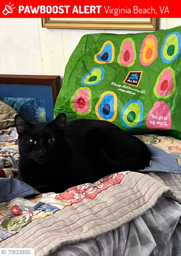 Lost Male Cat last seen Atlantic ave 62nd street, Virginia Beach, VA 23451