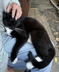 Lost Male Cat last seen C Street , San Rafael, CA 94901