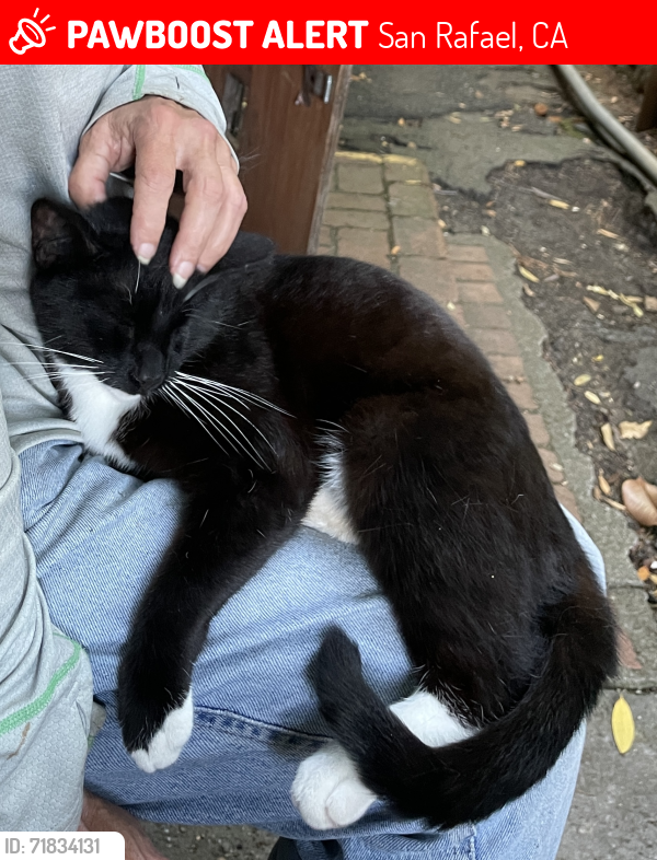 Lost Male Cat last seen C Street , San Rafael, CA 94901