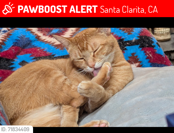 Lost Male Cat last seen meadowcreek and Keaton Canyon Country, California, Santa Clarita, CA 91351