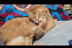Lost Male Cat last seen meadowcreek and Keaton Canyon Country, California, Santa Clarita, CA 91351