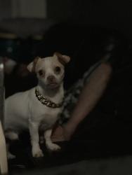 Lost Male Dog last seen westchester and 149th street , The Bronx, NY 10472