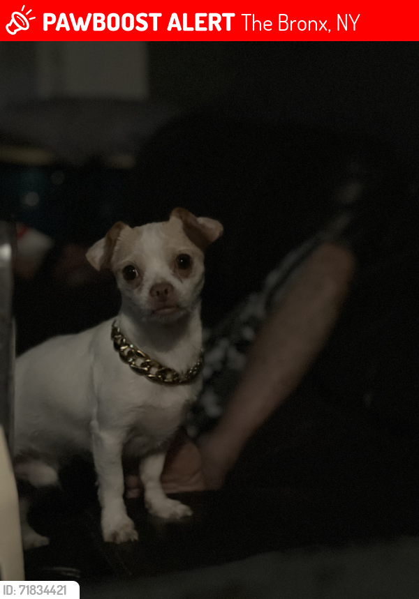 Lost Male Dog last seen westchester and 149th street , The Bronx, NY 10472