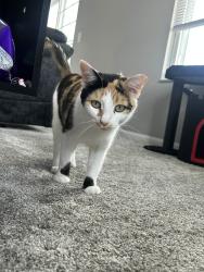 Lost Female Cat last seen Lakes at Woodmont apmts, Perrysburg, OH 43551