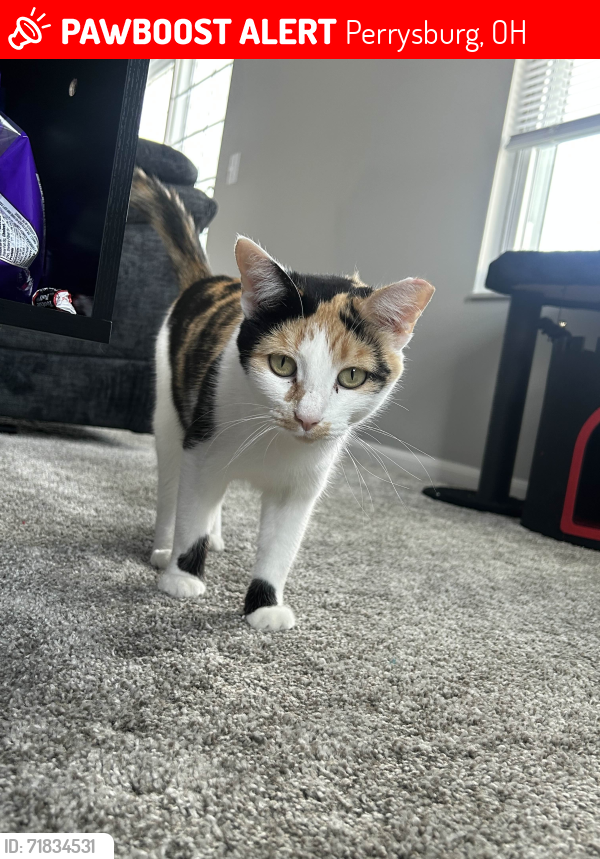 Lost Female Cat last seen Lakes at Woodmont apmts, Perrysburg, OH 43551