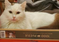Lost Female Cat last seen By Mayfield community center but on 109th, Edmonton, AB T5P 1B8